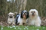 LHASSA APSO 195